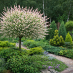 Vŕba japonská (Salix integra) ´HAKURO NISHIKI´ - výška 80-90 cm, kont. C3L - NA KMIENKU